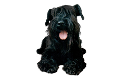 One dog.
