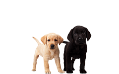 Two dogs.