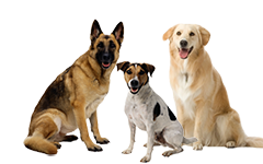 Three dogs.