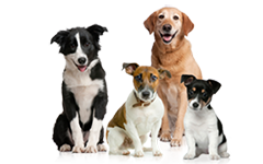 Three dogs.