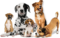Five dogs.