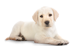 Additional dogs.